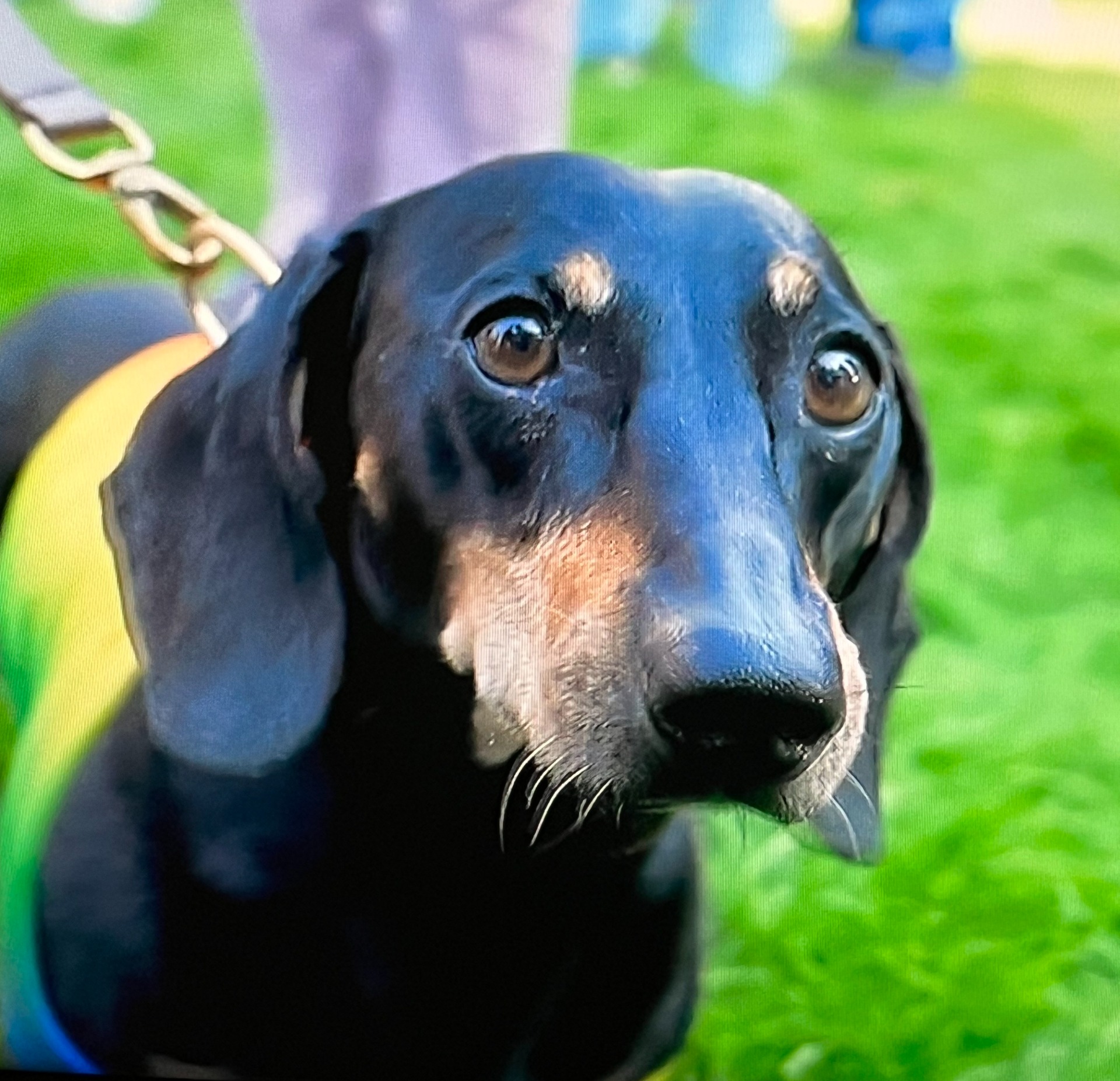 Taxen Tellus 7 år. Foto: Johanna Bengtson